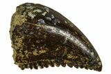 Rare, Serrated Troodontid (Troodon) Tooth - Wyoming #379835-1